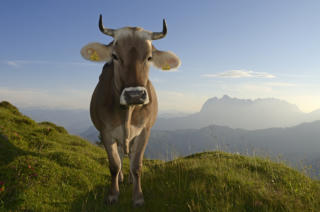 Kuh auf der Eggenalm ©Eisele Hein